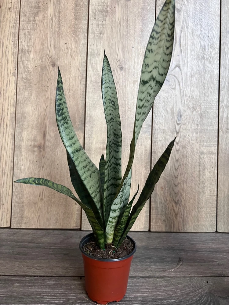 Sansevieria Zeylanica Snake Plant - Live Indoor Plant in 4 inch Pot - Cannot ship to CA - Image 2