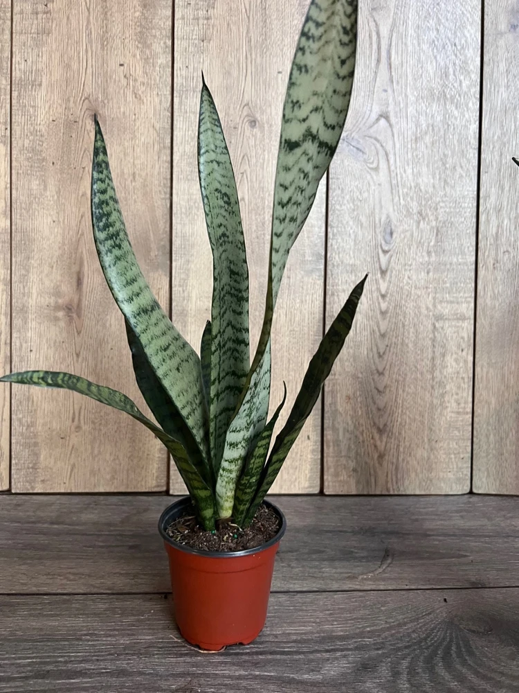Sansevieria Zeylanica Snake Plant - Live Indoor Plant in 4 inch Pot - Cannot ship to CA - Image 3
