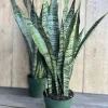 Sansevieria Zeylanica Snake Plant - Live Indoor Plant in 4 inch Pot - Cannot ship to CA - Image 1