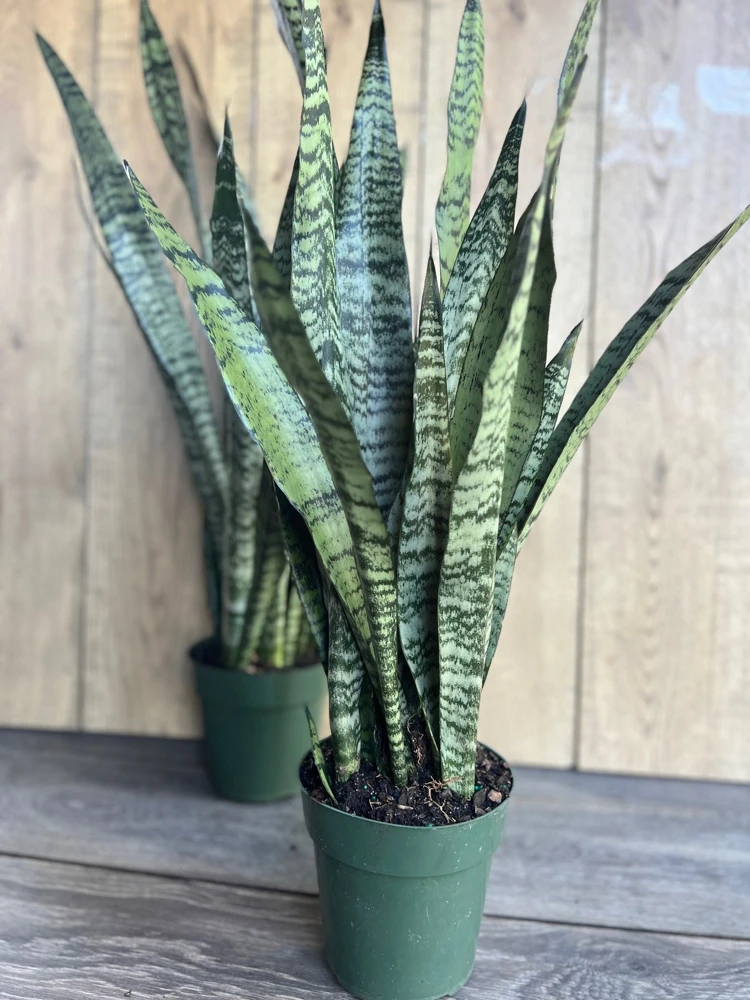 Sansevieria Zeylanica Snake Plant - Live Indoor Plant in 4 inch Pot - Cannot ship to CA - Image 1