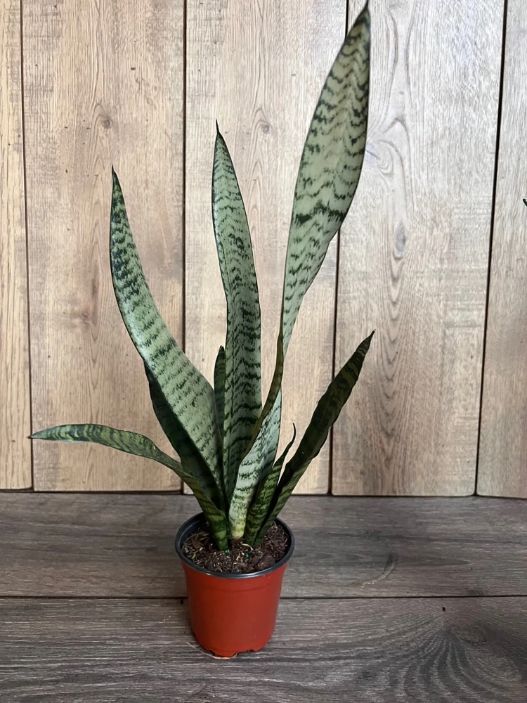 Sansevieria Zeylanica Snake Plant - Live Indoor Plant in 4 inch Pot - Cannot ship to CA - Image 4