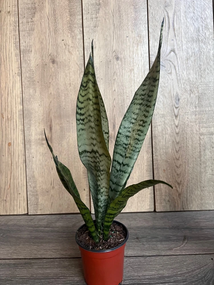 Sansevieria Zeylanica Snake Plant - Live Indoor Plant in 4 inch Pot - Cannot ship to CA - Image 5