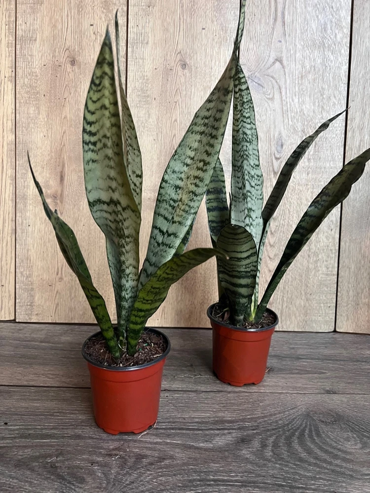 Sansevieria Zeylanica Snake Plant - Live Indoor Plant in 4 inch Pot - Cannot ship to CA - Image 6