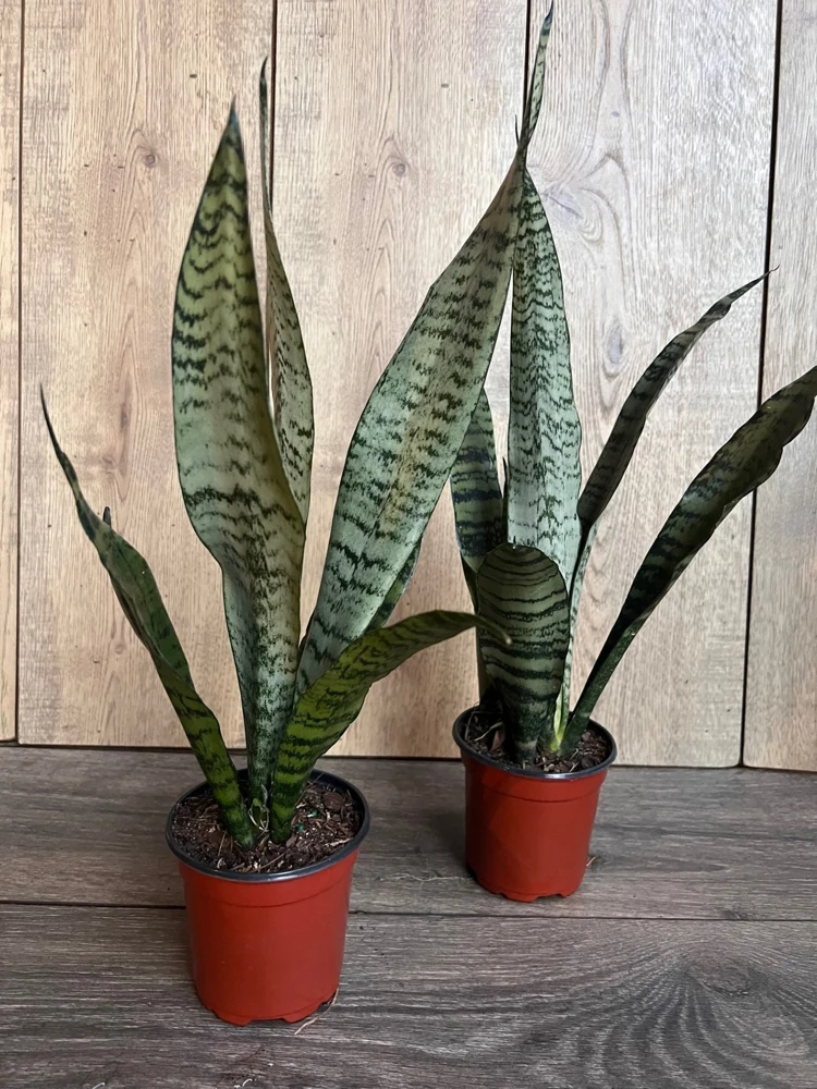 Sansevieria Zeylanica Snake Plant - Live Indoor Plant in 4 inch Pot - Cannot ship to CA - Image 8