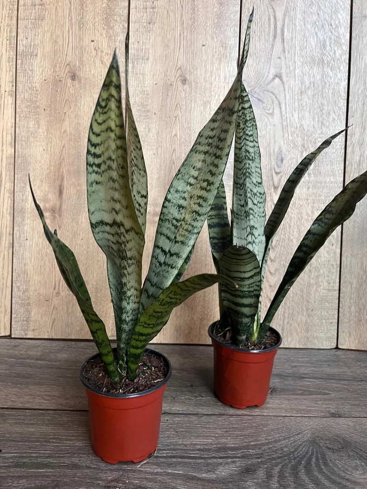 Sansevieria Zeylanica Snake Plant - Live Indoor Plant in 4 inch Pot - Cannot ship to CA - Image 9
