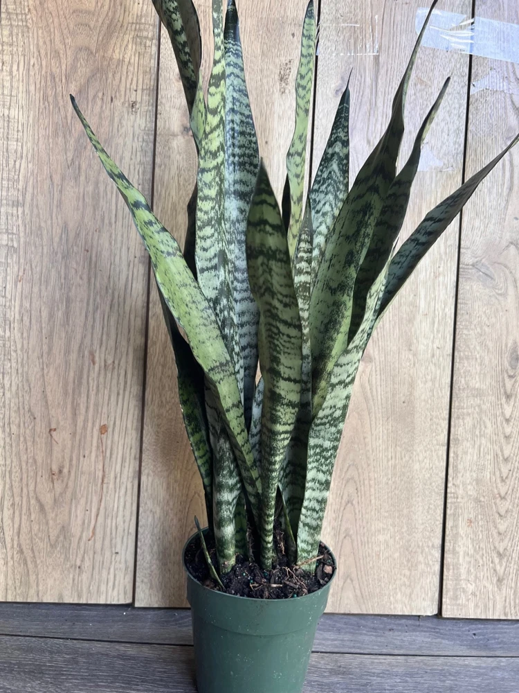 Sansevieria Zeylanica Snake Plant Live Plant – 6 inch Pot – Indoor, Air Purifying - Cannot ship to CA - Image 2