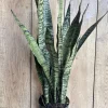 Sansevieria Zeylanica Snake Plant Live Plant – 6 inch Pot – Indoor, Air Purifying - Cannot ship to CA - Image 1