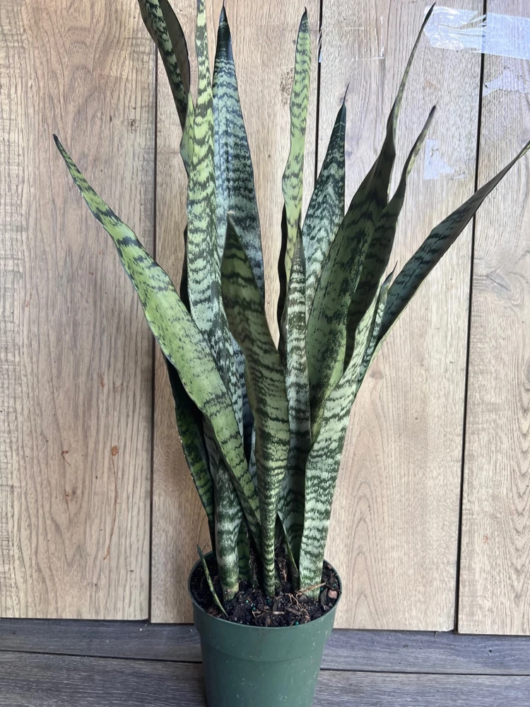 Sansevieria Zeylanica Snake Plant Live Plant – 6 inch Pot – Indoor, Air Purifying - Cannot ship to CA - Image 1