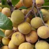 Santol Live Plant - Cotton Fruit Tree in 10" Pot - Tropical Fruit - Cannot ship to CA - Image 1
