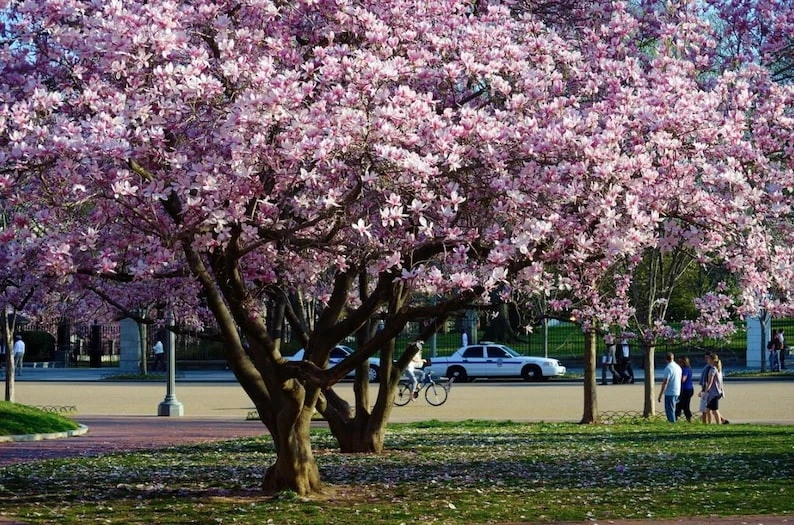Saucer Magnolia Live Plant – Quart Pot – Deciduous Shrub with Pink Flowers - Image 2