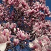 Saucer Magnolia Live Plant – Quart Pot – Deciduous Shrub with Pink Flowers - Image 1
