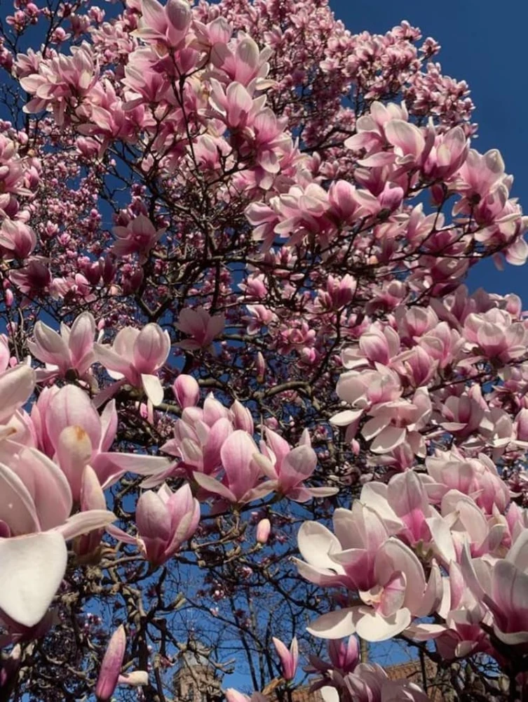 Saucer Magnolia Live Plant – Quart Pot – Deciduous Shrub with Pink Flowers - Image 1