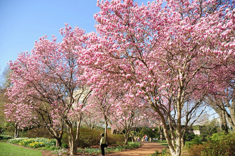 Saucer Magnolia Soulangeana Live Plant – 12-18 inches – 1 Gallon Pot - Image 2