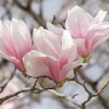 Saucer Magnolia Soulangeana Live Plant – 2.5" Pot – Outdoor Flowering Tree - Image 1