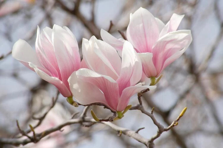Saucer Magnolia Soulangeana Live Plant – 2.5" Pot – Outdoor Flowering Tree - Image 1