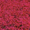 Scarlet Flame Creeping Phlox Live Plant - Red Perennial Flower for Full Sun - Image 1