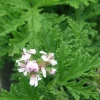 Scented Citronella Geranium Live Plant – 4 inch Pot – Outdoor Patio Plant - Image 1