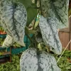 Scindapsus Pictus Exotica Live Plant, 4 Inch Pot, Indoor/Outdoor - Image 1