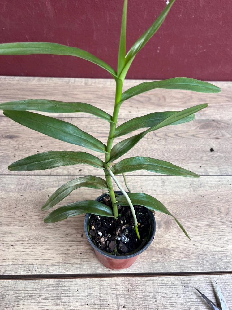 Scorpion Orchid Live Plant – Arachnis Aranda – Exotic Tropical 4 inch Pot - Cannot ship to CA - Image 2