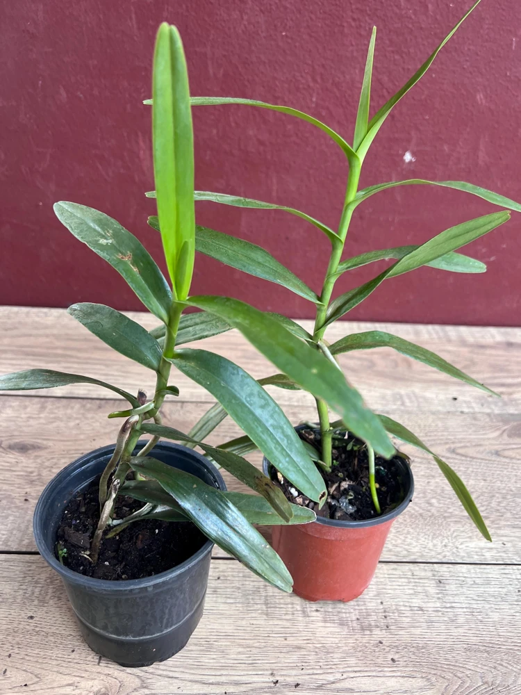 Scorpion Orchid Live Plant – Arachnis Aranda – Exotic Tropical 4 inch Pot - Cannot ship to CA - Image 3
