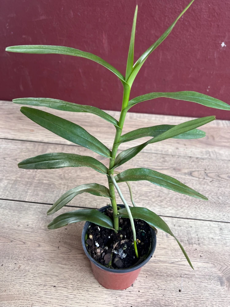 Scorpion Orchid Live Plant – Arachnis Aranda – Exotic Tropical 4 inch Pot - Cannot ship to CA - Image 4