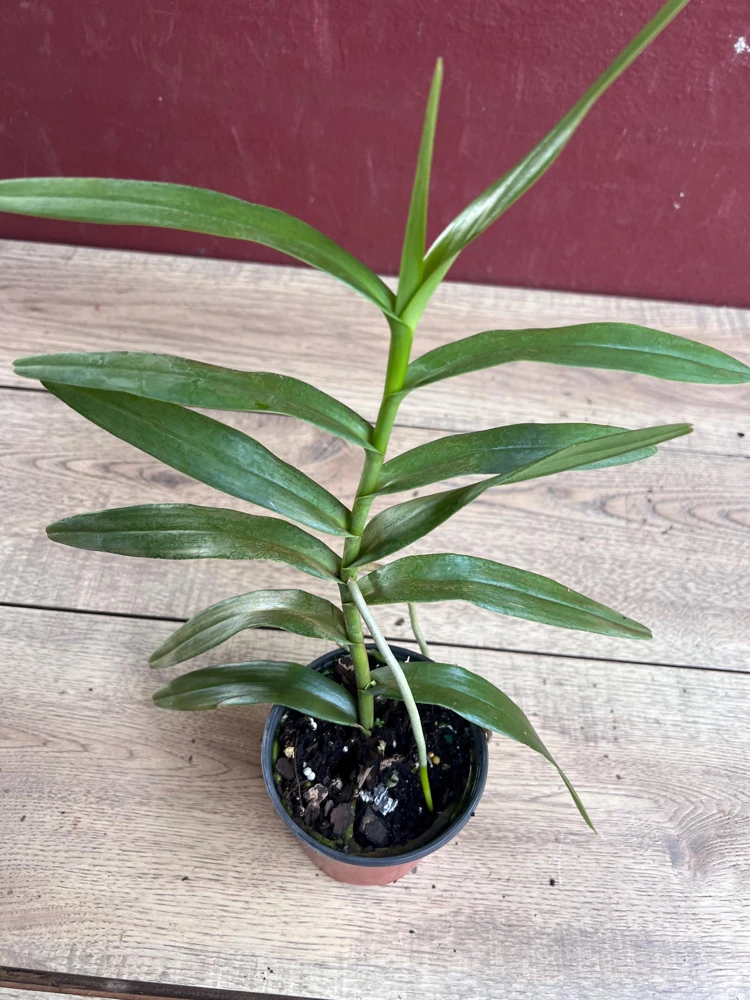 Scorpion Orchid Live Plant – Arachnis Aranda – Exotic Tropical 4 inch Pot - Cannot ship to CA - Image 5