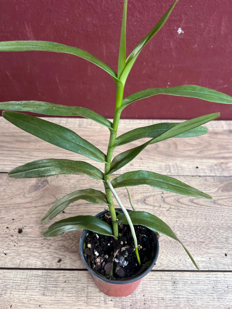 Scorpion Orchid Live Plant – Arachnis Aranda – Exotic Tropical 4 inch Pot - Cannot ship to CA - Image 6