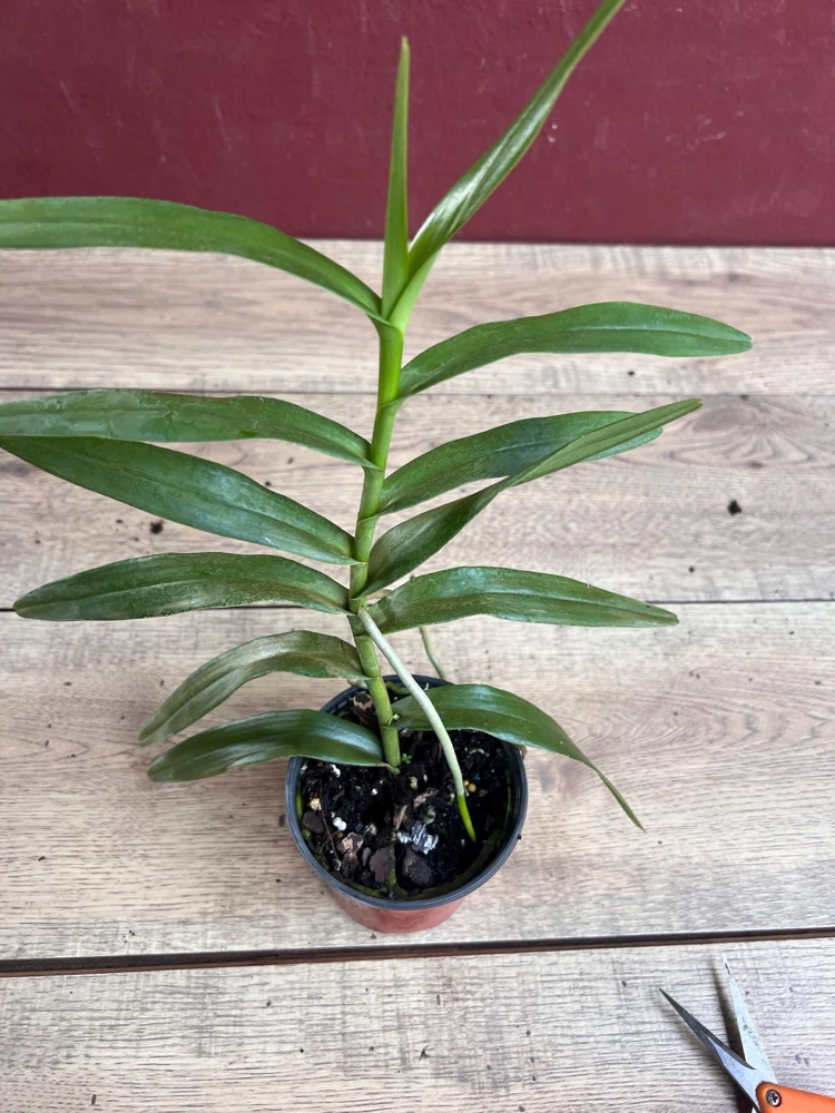 Scorpion Orchid Live Plant – Arachnis Aranda – Exotic Tropical 4 inch Pot - Cannot ship to CA - Image 7