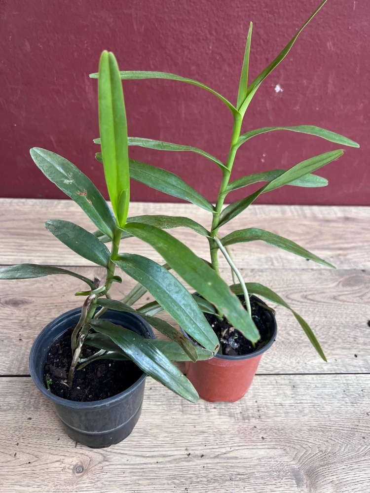 Scorpion Orchid Live Plant – Arachnis Aranda – Exotic Tropical 4 inch Pot - Cannot ship to CA - Image 8