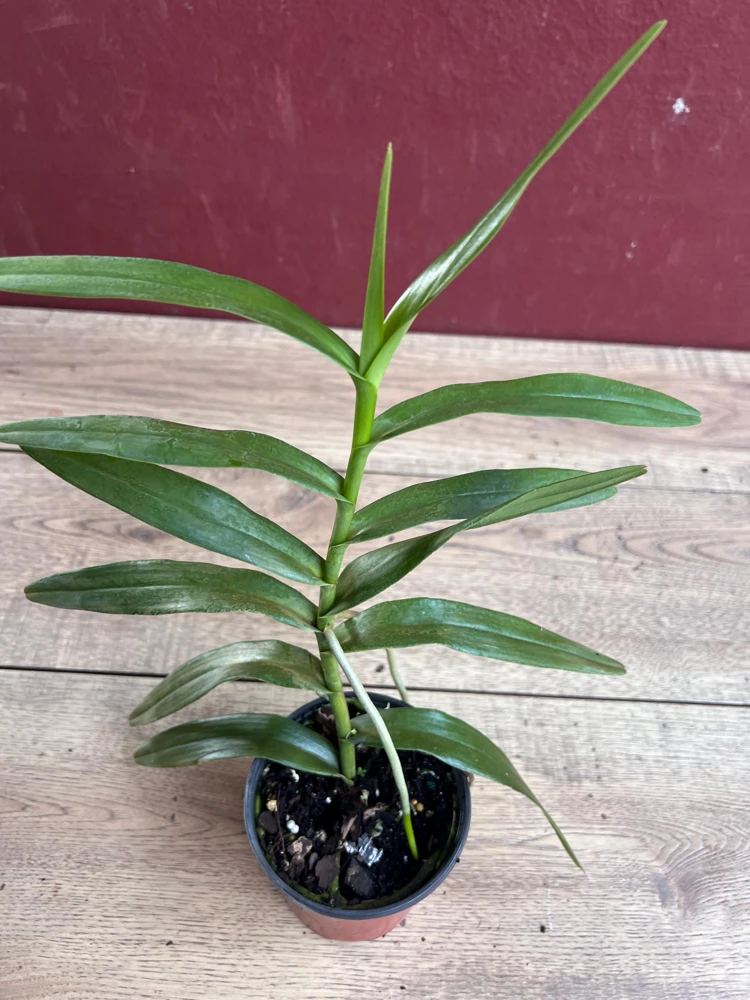 Scorpion Orchid Live Plant – Arachnis Aranda – Exotic Tropical 4 inch Pot - Cannot ship to CA - Image 9