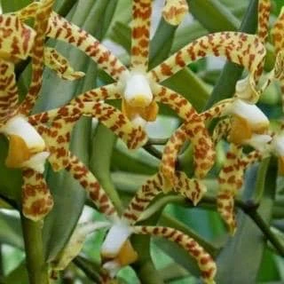Scorpion Orchid Live Plant – Arachnis Aranda – Exotic Tropical 4 inch Pot - Cannot ship to CA - Image 1