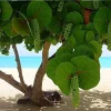 Sea Grape Live Plant 3 Pack, 10-15" Tall in 4" Pot - Indoor/Outdoor Coccoloba Uvifera - Image 1