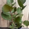 Sea Grape Live Plant – Coccoloba uvifera – Tropical Shrub – 10 Inch Pot – Outdoor - Cannot ship to CA - Image 1