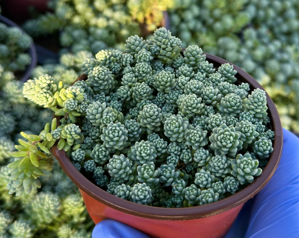 Sedum Dasyphyllum Major Live Plant - 4" Pot - Corsican Stonecrop Succulent - Image 2
