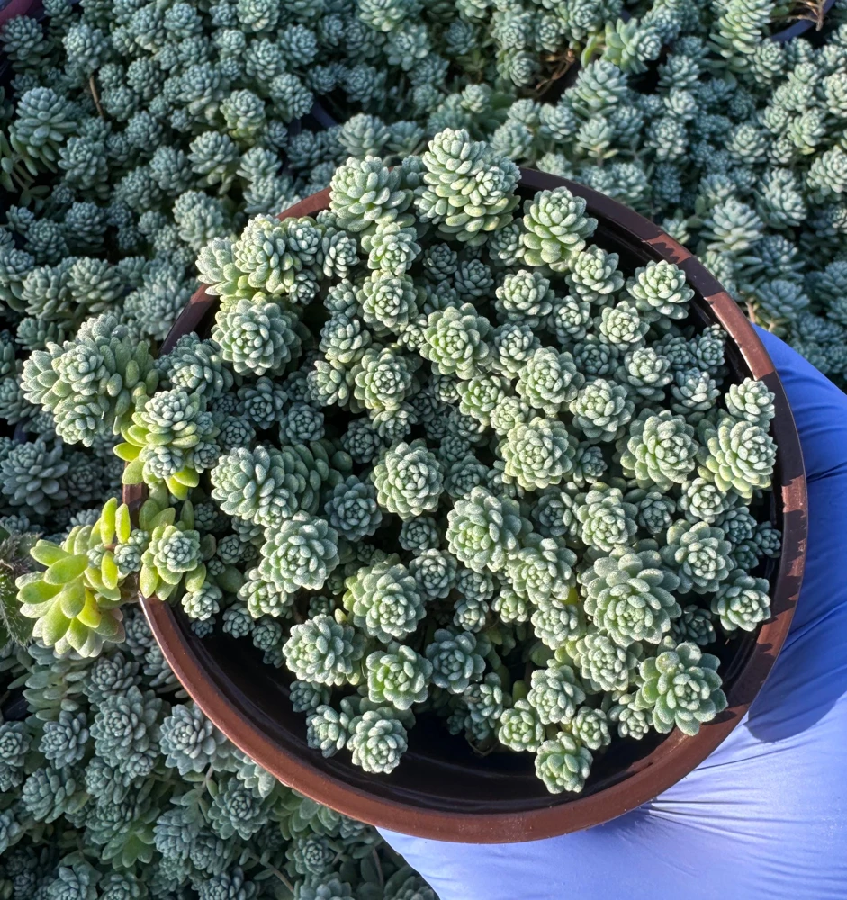 Sedum Dasyphyllum Major Live Plant - 4" Pot - Corsican Stonecrop Succulent - Image 3