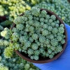Sedum Dasyphyllum Major Live Plant - 4" Pot - Corsican Stonecrop Succulent - Image 1