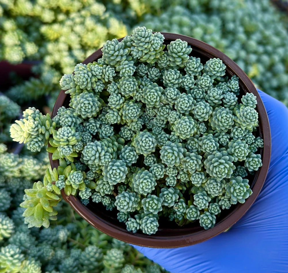 Sedum Dasyphyllum Major Live Plant - 4" Pot - Corsican Stonecrop Succulent - Image 1