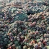 Sedum Dasyphyllum Minor Live Plant - Colorful Succulent, Corsican Stonecrop - Image 1