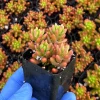 Sedum Jelly Bean Live Succulent Plant - Sedum Rubrotinctum - 2 inch Pot - Image 1