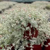 Sedum Little Missy Variegated Succulent Live Plant 4" Pot - Trailing - Image 1