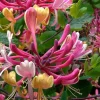 Serotina Honeysuckle Live Plant - Multi-color Trumpet Vine Flower - Starter Plant 2.5x4 inch Pot - Attracts Hummingbirds - Image 1