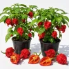 Set 2 Carolina Reaper Pepper Plants Live - Hot Chili Peppers, 4-6 Inch Tall - Image 1