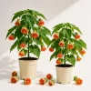 Set 2 Orange Abutilon Plants Live, Lantern Trailing Flower Vine, 4-6 Inch Tall - Image 1