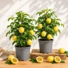 Set 2 Yellow Passionfruit Live Plants for Planting, 4-8 Inch Tall, No Pot - Image 1