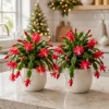 Set 4 Red Christmas Cactus Live Plants, Tropical Thanksgiving Cactus, 4-8 Inch Tall - Image 1