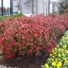 Set of 10 Dwarf Nandina Live Plants - 2.5-inch Pot - Outdoor Evergreen Shrub - Image 1