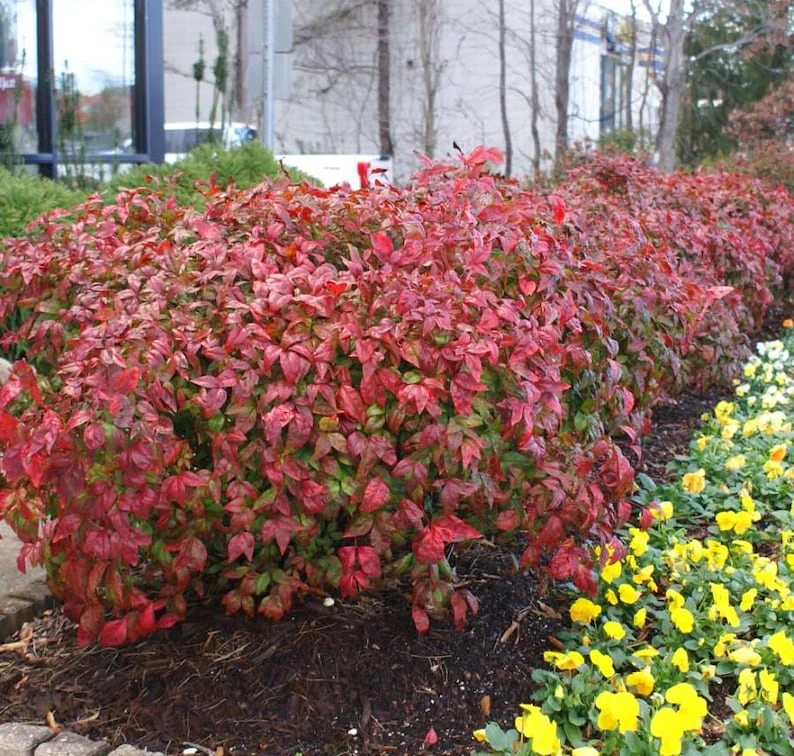 Set of 10 Dwarf Nandina Live Plants - 2.5-inch Pot - Outdoor Evergreen Shrub - Image 1