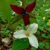 Set of 10 Trillium Bulbs - White & Red Woodland Wildflowers for Shade Gardens - Image 1