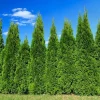 Set of 15 Murray Cypress Live Plants – 2.5-inch Pots – Outdoor Evergreen - Image 1