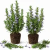 Set of 2 ARP Rosemary Live Plants – 4-7 Inch Herb Starter Plants for Outdoor Growing - Image 1